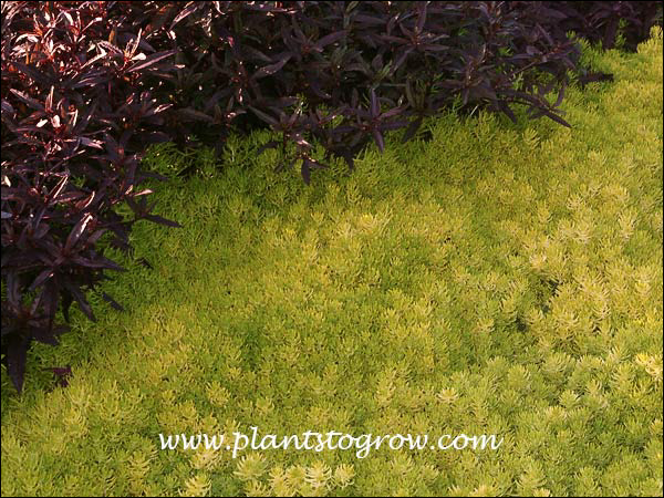 Growing in full sun brings out the bright yellow color of Sedum Lemon Coral and the dark burgundy red of the Aleranthera.